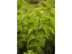 Farbtester^Acer Ginnala Feuer-Ahorn 150–200 cm Leuchtend Rot Im Herbst