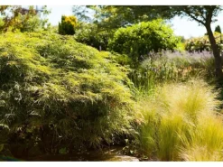 Farbtester^Acer Palmatum Dissectum Japanischer Ahorn Filigran 50–60 cm