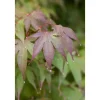 Acer Palmatum Moonfire Japanischer Ahorn Rot 60–80 cm