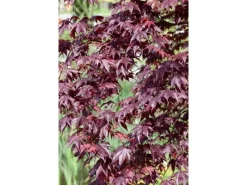 Farbtester^Acer Palmatum Shojo Nomura Japanischer Ahorn Rot 60–80 cm