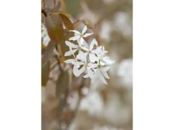 Farbtester^Amelanchier Ballerina Felsenbirne Weiß 60–100 cm
