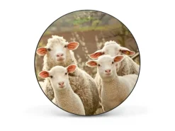 Banjado Magnettafel Rund Größe 47cm Magnetwand Schwarz Aus Metall Magnetpinnwand Pinnwand Motiv Schaffamilie