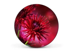 Banjado Magnettafel Rund Größe 47cm Magnetwand Schwarz Aus Metall Magnetpinnwand Pinnwand Motiv Rote Dahlien