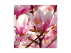 Banjado Pinnwände^Magnettafel 50x50cm Magnetwand Weiß Aus Metall Magnetpinnwand Pinnwand Inkl. 4 Magnete Motiv Magnolia