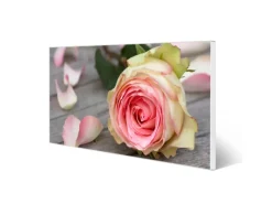 Banjado Pinnwände^Magnettafel 78x37cm Magnetwand Weiß Aus Metall Magnetpinnwand Pinnwand Inkl. 4 Magnete Motiv Rosa Rose