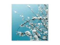 Banjado Pinnwände^Magnettafel 50x50cm Magnetwand Weiß Aus Metall Magnetpinnwand Pinnwand Inkl. 4 Magnete Motiv Weiße Kirschblüten