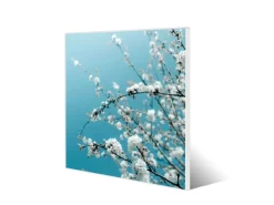 Banjado Pinnwände^Magnettafel 50x50cm Magnetwand Weiß Aus Metall Magnetpinnwand Pinnwand Inkl. 4 Magnete Motiv Weiße Kirschblüten