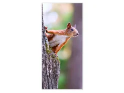 Banjado Pinnwände^Magnettafel 37x78cm Magnetwand Weiß Aus Metall Magnetpinnwand Pinnwand Inkl. 4 Magnete Motiv Eichhörnchen