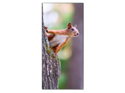 Banjado Pinnwände^Magnettafel 37x78cm Magnetwand Schwarz Aus Metall Magnetpinnwand Pinnwand Inkl. 4 Magnete Motiv Eichhörnchen