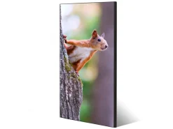 Banjado Pinnwände^Magnettafel 37x78cm Magnetwand Schwarz Aus Metall Magnetpinnwand Pinnwand Inkl. 4 Magnete Motiv Eichhörnchen