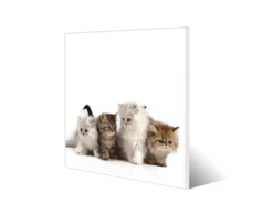 Banjado Magnettafel 50x50cm Magnetwand Weiß Aus Metall Magnetpinnwand Pinnwand Inkl. 4 Magnete Motiv Kaetzchen