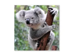 Banjado Pinnwände^Magnettafel 50x50cm Magnetwand Weiß Aus Metall Magnetpinnwand Pinnwand Inkl. 4 Magnete Motiv Koala