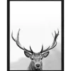 Pro Art Bilder^Bild mit Rahmen Anonymus Grey Deer Head III 42,5 cm x 32,5 cm