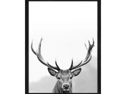 Pro Art Bilder^Bild mit Rahmen Anonymus Grey Deer Head III 42,5 cm x 32,5 cm