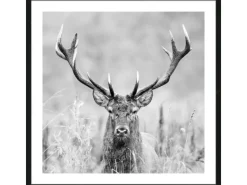 Pro Art Bilder^Bild mit Rahmen Anonymus Grey Deer Dead II 52,5 cm x 52,5 cm