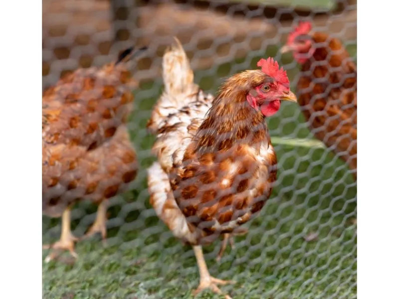 CCLIFE Hühnerzaun Geflügelnetz 25mm Maschenweite 100cm Höhe 25m Länge PVC-Beschichtet