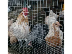 CCLIFE Hühnerzaun Geflügelnetz 6.3mm Maschenweite 50cm Höhe 5m Länge Verzinkt Silber