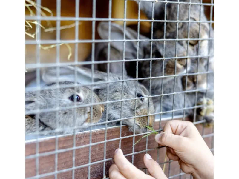 CCLIFE Hühnerzaun Geflügelnetz 6.3mm Maschenweite 50cm Höhe 5m Länge Verzinkt Silber