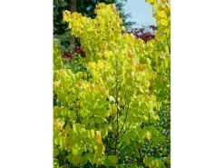 Farbtester^Cercis Canadensis Rising Sun Judasbaum Gelb-Orange 125–150 cm