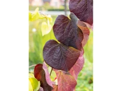 Farbtester^Cercis Canadensis Ruby Falls Judasbaum Rotviolett 125 cm Stammhöhe