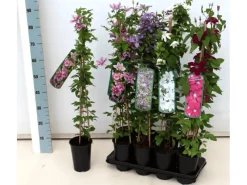 Clematis Texensis Duchess Of Albany Rosa 60–100 cm