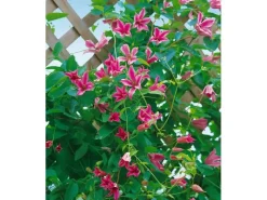 Clematis Texensis Duchess Of Albany Rosa 60–100 cm