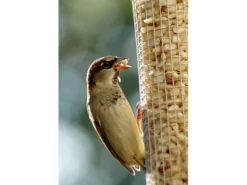 Dobar Vogelbedarf^Metallgitter-Futtersäule für Vögel 9,5 cm x 9,5 cm x 39 cm Silber