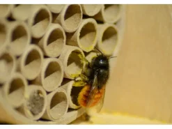 Dobar Insektenschutz^Profi-Insektenhotel für Wildbienen 16 cm x 12,5 cm x 23 cm Birke