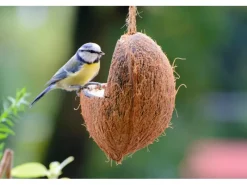 Dobar Vogelbedarf^Vogelfutter-Mix 4 x gefüllte Kokosnuss und 2 x Riesenzapfen mit Fettfutter