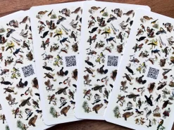 Dobar Vogelquartett Fliegende 9,3 cm x 13,4 cm x 3,5 cm Edelstein