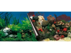 Ebi Fotorückwand Motiv Stone & Coral 80 cm x 40 cm