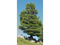 Erst-Holz Laternen^Schöne Zirbenholzlaterne für Innenräume und Draußen als Dekoration