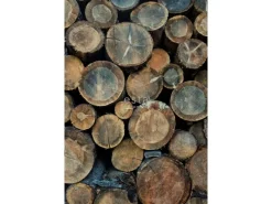 ESTAhome Fototapeten^Fototapete Baumstämme Braun 186 cm x 279 cm 158206