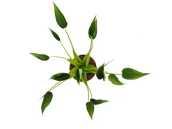 Exotenherz Alocasia Tiny Dancer Pfeilblatt Tropenwurz RARITÄT 12cm Topf