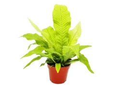 Exotenherz Krokodilfarn Microsorum Musifolium Crocodyllus 12cm Topf