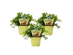Terraristik^Exotenherz Set mit 3 Futterpflanzen für Heimtiere Callisia Repens Vitalfutter für Kaninchen Ziervögel Reptilien Hamster