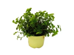 Terraristik^Exotenherz Set mit 3 Futterpflanzen für Heimtiere Callisia Repens Vitalfutter für Kaninchen Ziervögel Reptilien Hamster