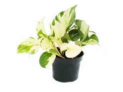 Exotenherz Weißbunte Efeutute Epipremnum Happy Leaf Scindapsus 12cm Topf Rankende Zimmerpflanze