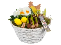 Ostern^Frühblüher-Arrangement im weißen Korb-Gefäß Topf-Ø ca. 24 cm