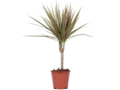 Grünpflanzen in Sorten Höhe ca. 50 - 65 cm Topf-Ø ca. 14 cm