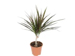 Grünpflanzen in Sorten Höhe ca. 50 - 65 cm Topf-Ø ca. 14 cm