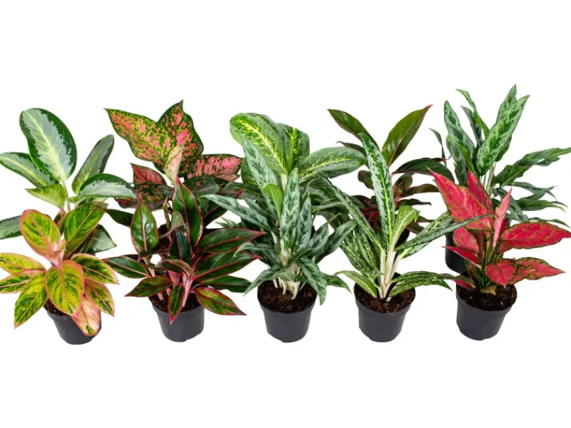 GROW by OBI Kolbenfaden in Sorten Grün-Rot Höhe 30-35 cm Topf Ø 12 cm Aglaonema