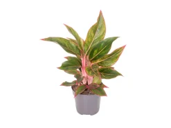 GROW by OBI Kolbenfaden in Sorten Grün-Rot Höhe 30-35 cm Topf Ø 12 cm Aglaonema