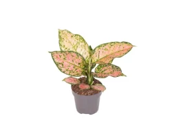 GROW by OBI Kolbenfaden in Sorten Grün-Rot Höhe 30-35 cm Topf Ø 12 cm Aglaonema