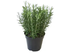 GROW by OBI Kräutermischung 