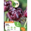 GROW by OBI Tulpe Black Hero Lila 7 Stück Tulipa double late Black Hero