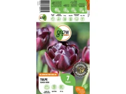 GROW by OBI Tulpe Black Hero Lila 7 Stück Tulipa double late Black Hero