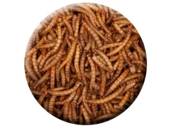 Insektus Mehlwürmer im Pe-Beutel 5 Liter