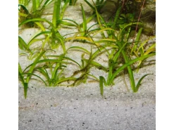 JBL Terraristik^Aquarium Bodengrund Sansibar River 5 kg