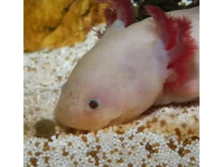 JBL Terraristik^Pronovo Lotl Grano M 250 ml